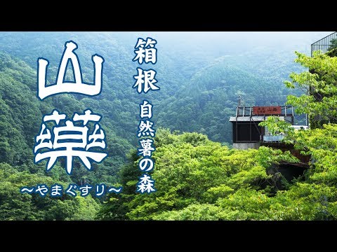 箱根自然薯の森　山薬