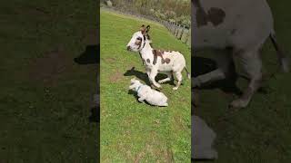 Donkey Grabs Baby Goat and Runs Around Field