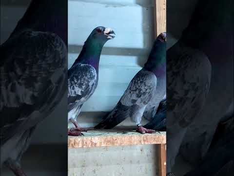 Pigeon lovers 🔥 #pigeon #kabootar #pigeonlover #shorts #training #pigeons #foryou