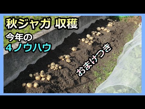 【秋ジャガの収穫✙おまけ】今回得られた４つのノウハウ✙土壌改良