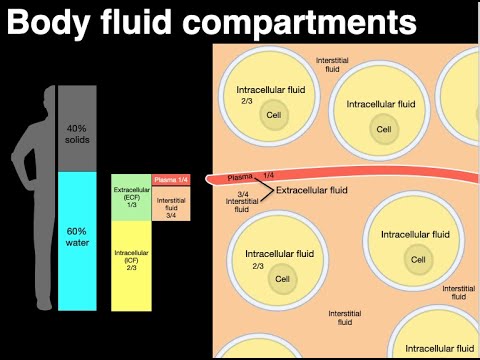 Body fluid compartments