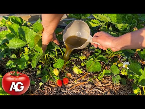 Strawberries will quickly turn red and become sweet as honey! Just 1 quart under a strawberry bush