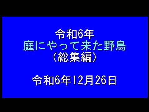 庭にやって来る野鳥たち 令和6年 総集編