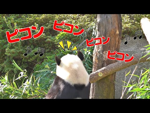 🐼「ピコン姉妹♪」視聴者リクエストに全力対応しました！激かわシーン🎵