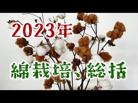 綿畑の片付けと2023年の総括／綿を育てる season3 ep.3