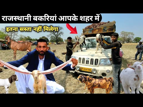 सस्ते दामों पर बकरिया खरीदियें | bakra mandi | goat farming