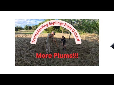 Transplanting Plum Trees on the Homestead