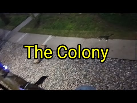 (1701) The Colony 🐈‍⬛🐈🐱