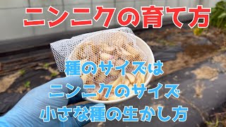 小さな種ニンニクで成果を出す方法とニンニクを育てる注意点