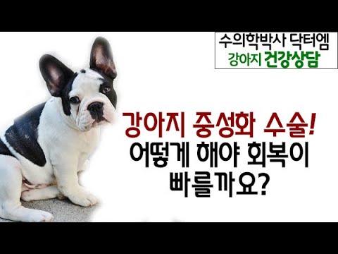 강아지 중성화 수술의 장단점을 알아볼까요?