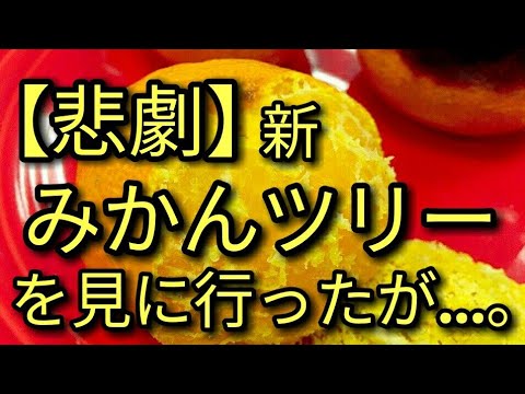 【悲劇？】え？愛媛県ってみかんツリーまであんの?道後温泉本館前😃🆙