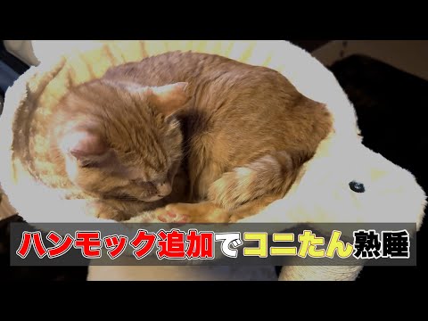 猫用ハンモック購入で熟睡