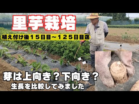 種芋の芽は上向き？下向き？生長を比較してみました！【里芋栽培】2024年5月6日　5月19日　6月9日　6月23日　7月8日　7月22日　8月3日　8月24日