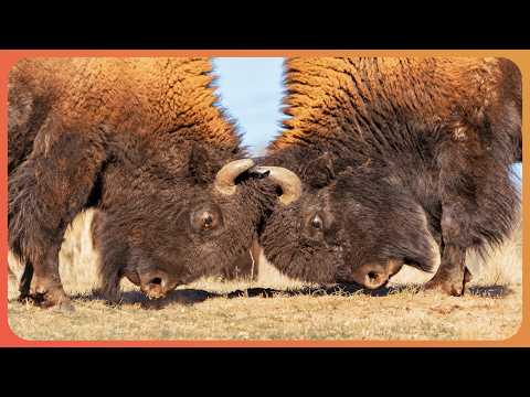 Elks and Bisons: Nature's Most Formidable Fighters