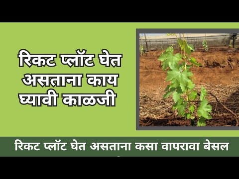 shrihari ghumare | रिकट प्लॉट घेत असताना काय घ्यावी काळजी आणि कसा वापरावा बेसल डोस