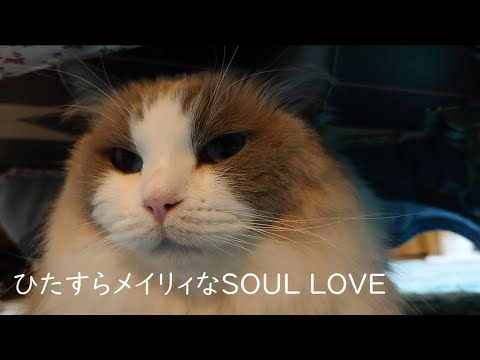 ひたすらメイリィなSOUL LOVE