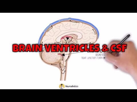 Brain Ventricles and CSF - Ventricular System | Neuroaholics