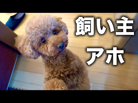 飼い主のことバカにしてるくせにおやつの時だけ目をキラキラさせて近づいてくるデカプー