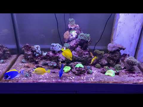 - Tony Nguyen Mix Reef Tank 3-31-20