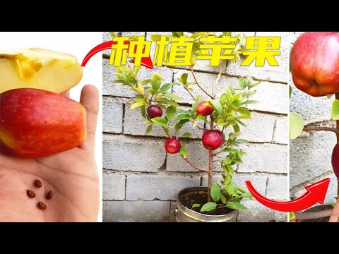 在家也能种植苹果树了，方法简单，新手也能学会