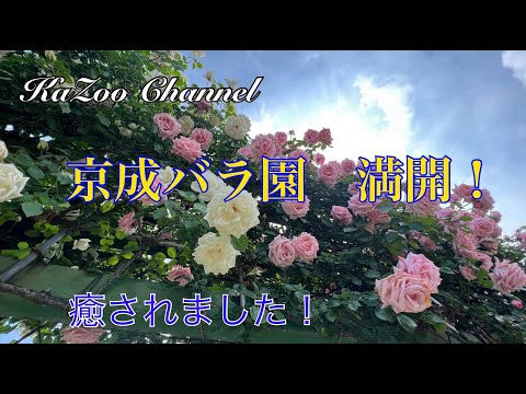 京成バラ園に行きました。晴天☀️満開💓＃京成バラ園＃ほぼ満開