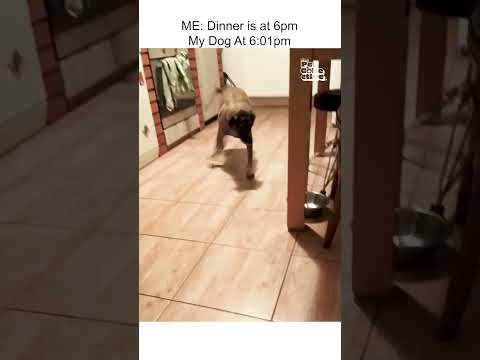 Angry Dog Wants Food