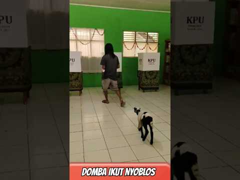 Domba Ikut Nyoblos #funnyvideo #videolucu #shortscreator #shorts