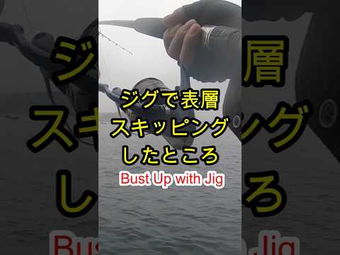 青物　メタルジグの表層スキッピング　 #fishing #ショアジギング #青物