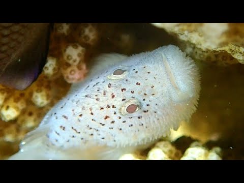 [ダンゴオコゼ] ブサカワなお魚(⁠◕⁠દ⁠◕⁠)　最後にハゼとコラボあり(⁠^⁠^⁠)  Spotted coral croucher in amed bali