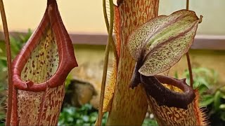 我家的猪笼草 Monkey Cup / Nepenthes