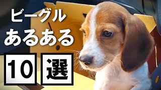 Top 10 Beagle Dogs Characteristics