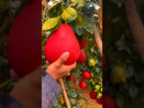 RED PAMELO FRUIT #shorts  #fruit