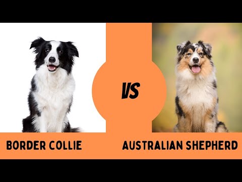 Border collie VS Australian shepherd which breed is better?