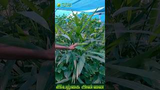 சித்தரத்தை பயன்கள் | Iyarkai Annai #shorts