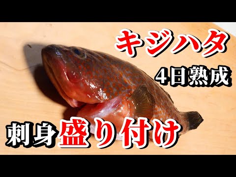 一番簡単なキジハタ刺身の盛り付け方法！根魚の捌き方