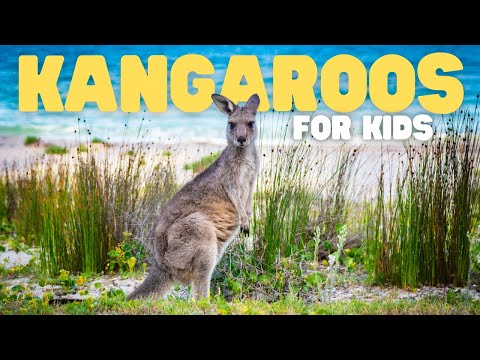 Kangaroos for Kids | Learn all about these amazing marsupials