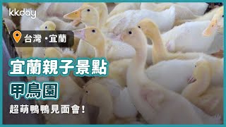 【台灣旅遊攻略】宜蘭甲鳥園，宜蘭親子景點推薦，超療癒的鴨鴨見面會｜KKday