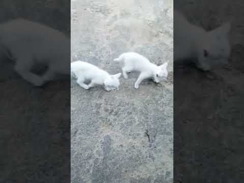 my cat's children 🤩 cat lovers only 💕 பிடிச்சா like பண்ணுங்கோ...