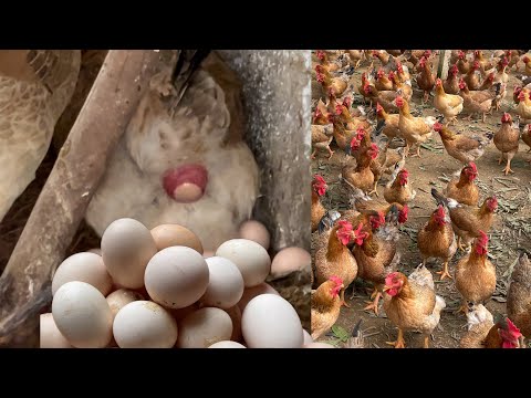 Mixing food for egg-laying chickens, How to treat coccidiosis in chickens - Chicken Farm.