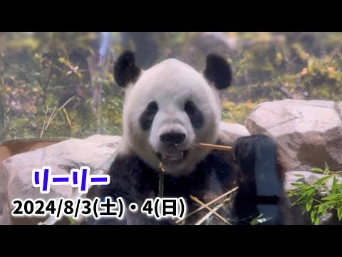 【ご飯🎋と可愛いお昼寝💤リーリー🐼】〜2024/8/3(土)•8/4(日)上野動物園〜