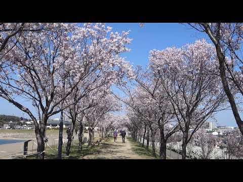 大阪狹山市狹山池櫻花隧道