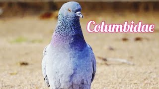 Columbidae / Doves / Pigeons