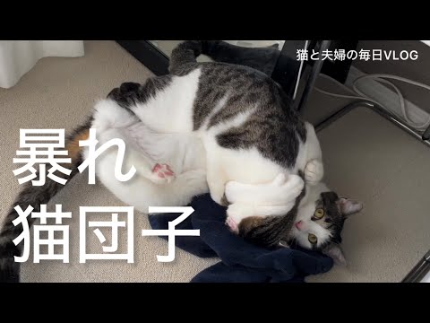 猫と夫婦の毎日VLOG#443 朝の暴れ猫団子タイム