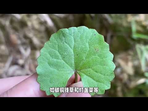 雷公根：农村的神奇植物，你了解多少