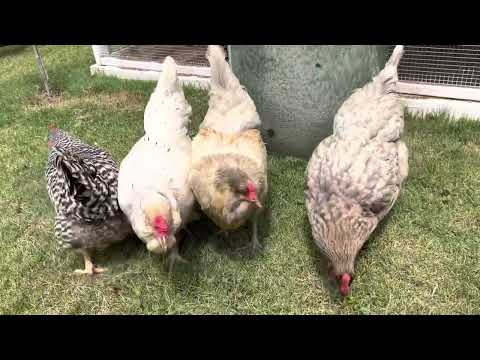 Ameraucana backyard chicken review