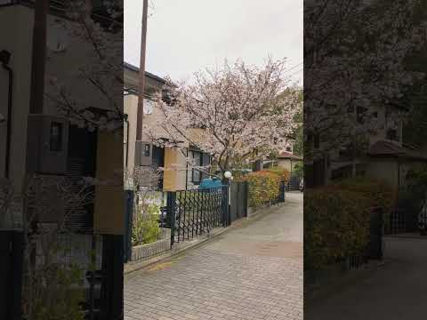 🏡🏚️🏠Home style, Kyoto 🇯🇵 #japantravel #japanlife #japanstreetview #kyototrip