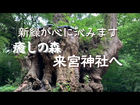 癒しの森林浴　疲れた目と心に沁みる１分間　Healing video