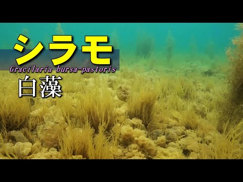 【 シラモ 】絶滅危惧の食材海藻　Gracilaria bursa-pastoris