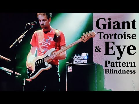 POND - Giant Tortoise & Eye Pattern Blindness Live 2019