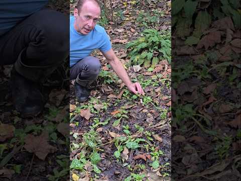 Lungwort (pulmonaria officinalis) #herbs #ediblegarden #adventure #permaculture #winterflowers #mud